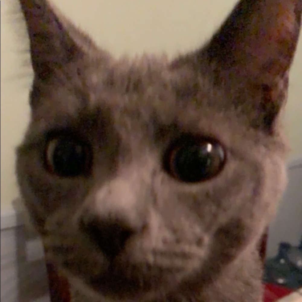 Meet your Posher, Joel